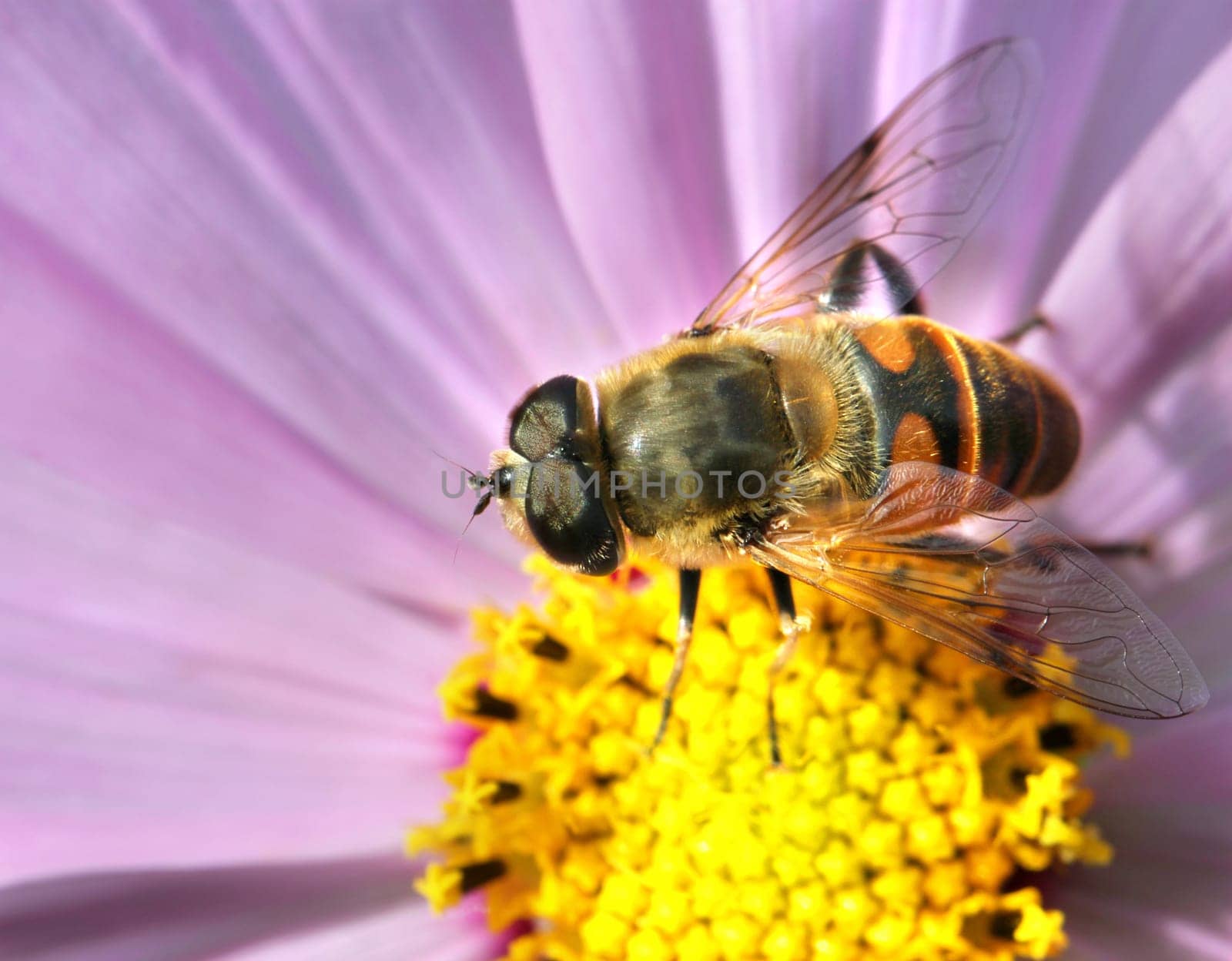 Gadfly insect sitting on a flower