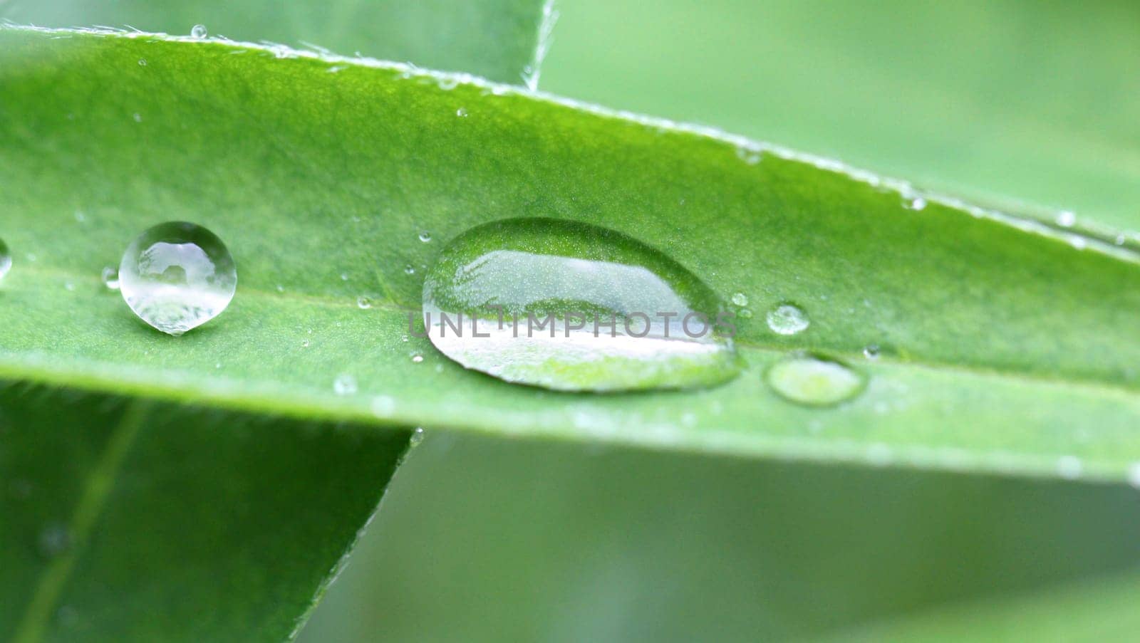 Oval Transparent drop of water on a green leaf