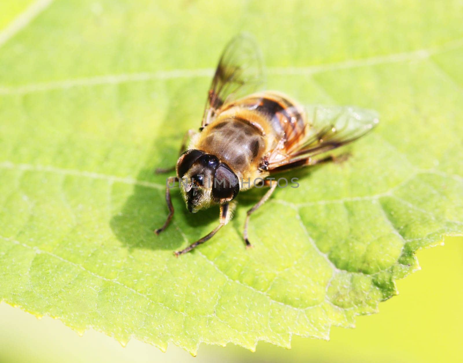 Gadfly insect sitting on a green leaf