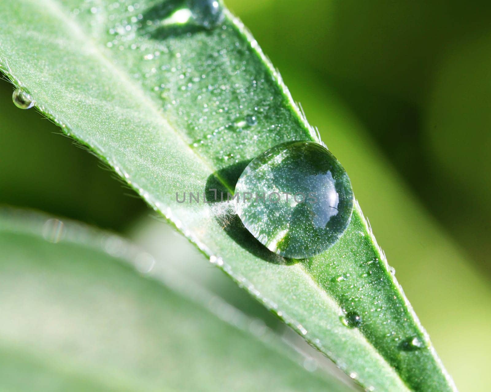 The round transparent drop of water on a green leaf