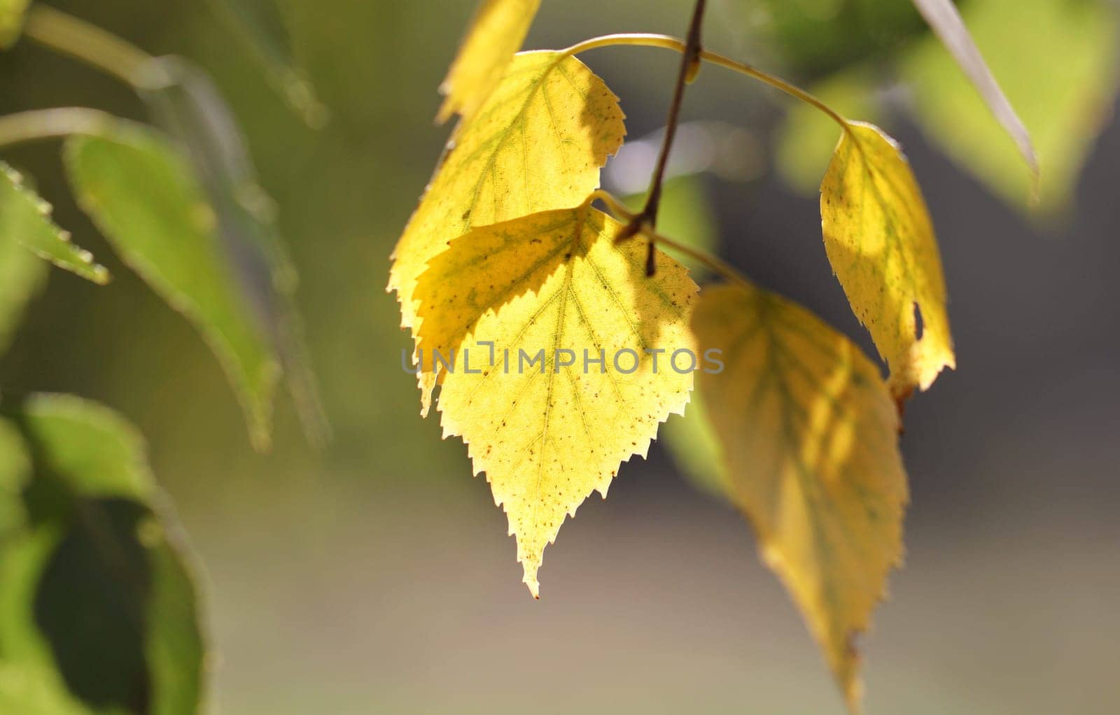 Yellow birch leaves on a green background
