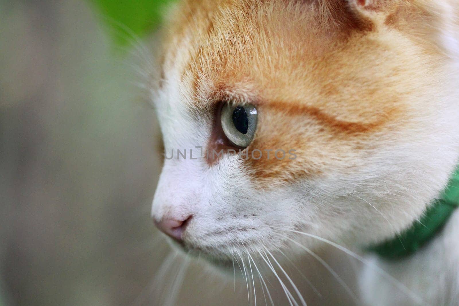 Portrait of beautiful red-haired white cat
