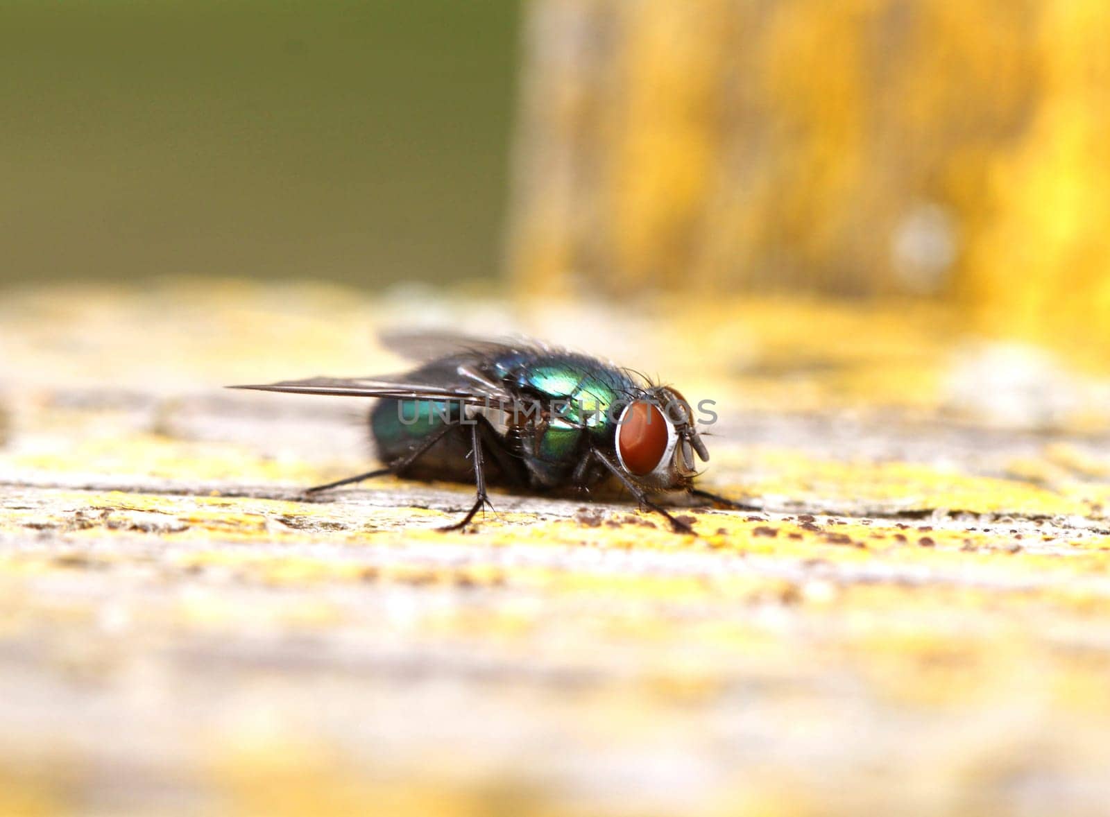 Green fly with big red eyes