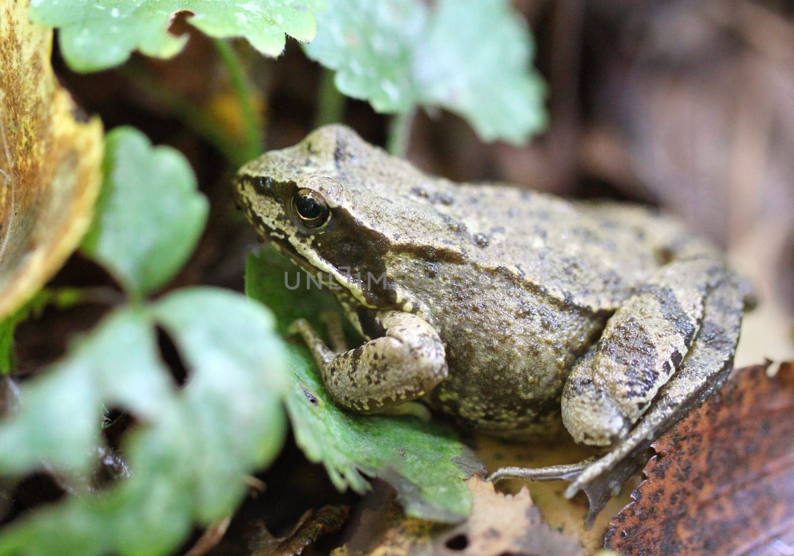Green frog sitting on the ground among green leaves