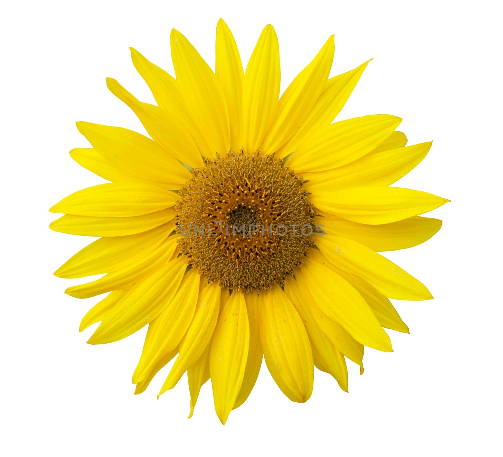 Isolated sunflower on the white background.