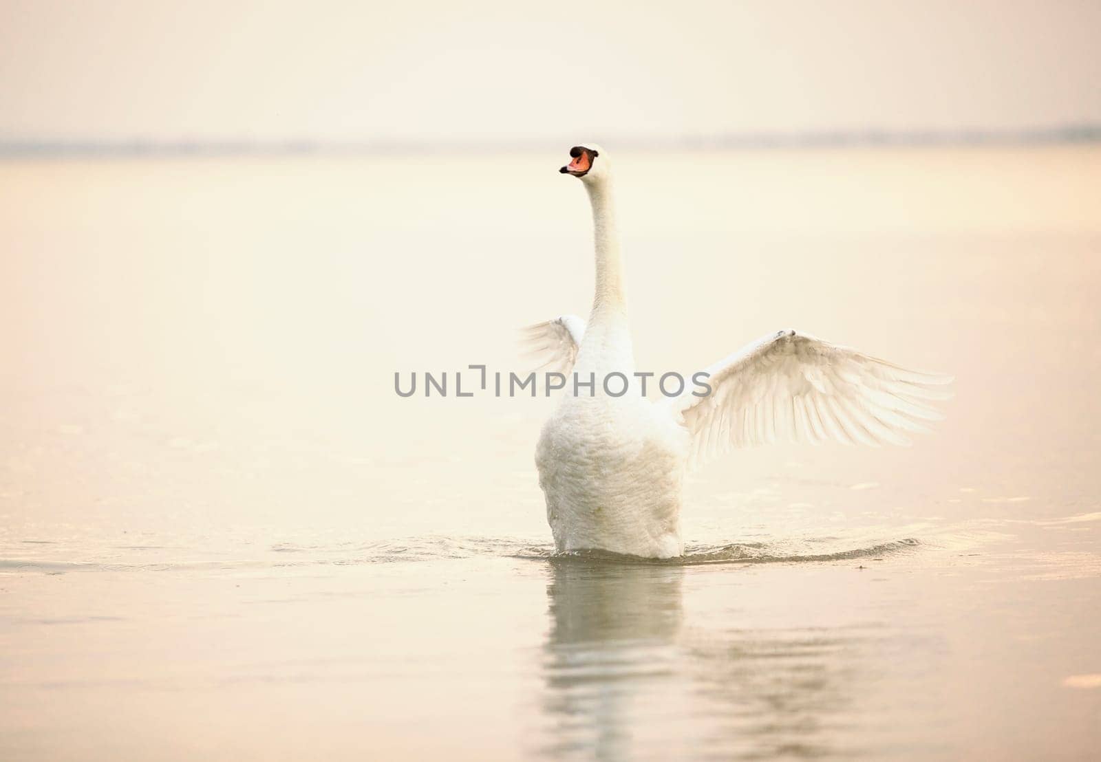 Beautiful white swans floating