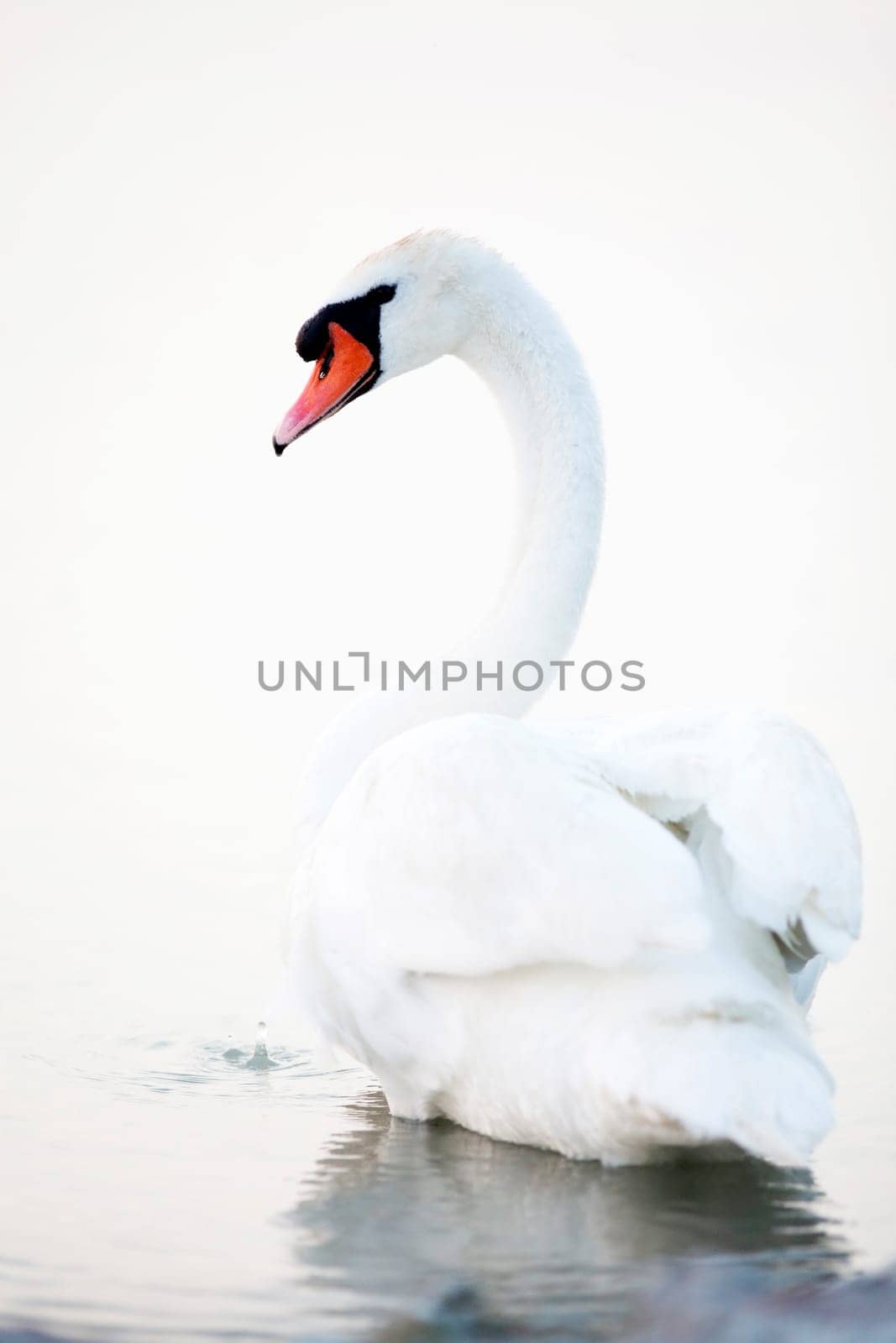 Beautiful white swans floating