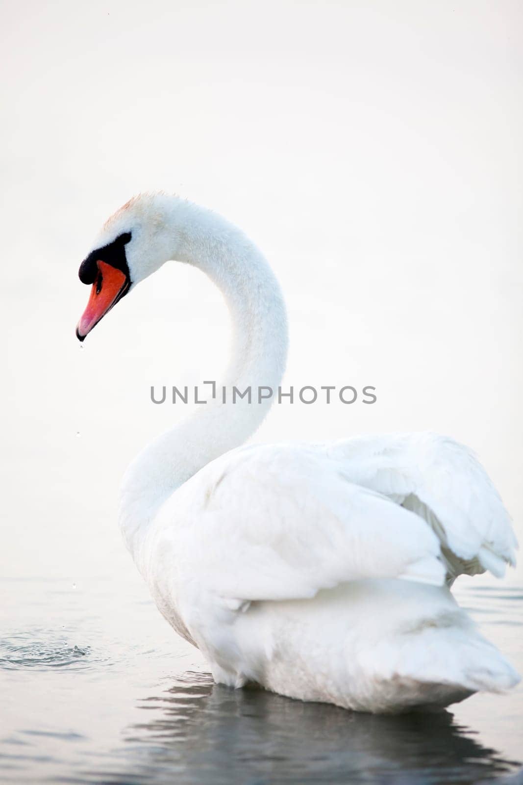 Beautiful white swans floating