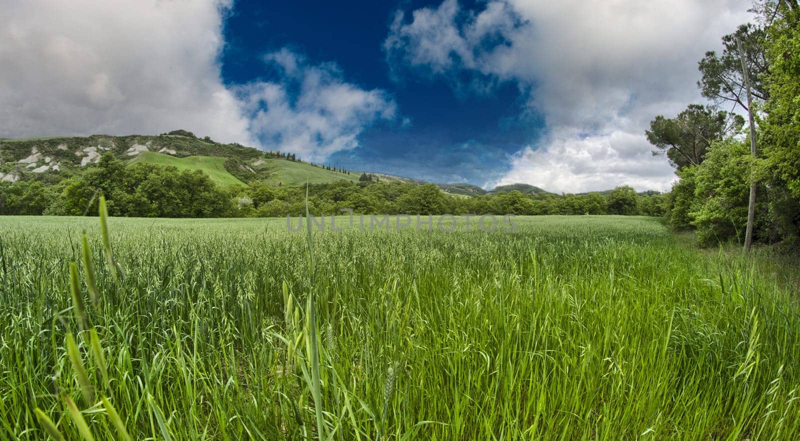 Green field under blue sky. Beautiful nature background.