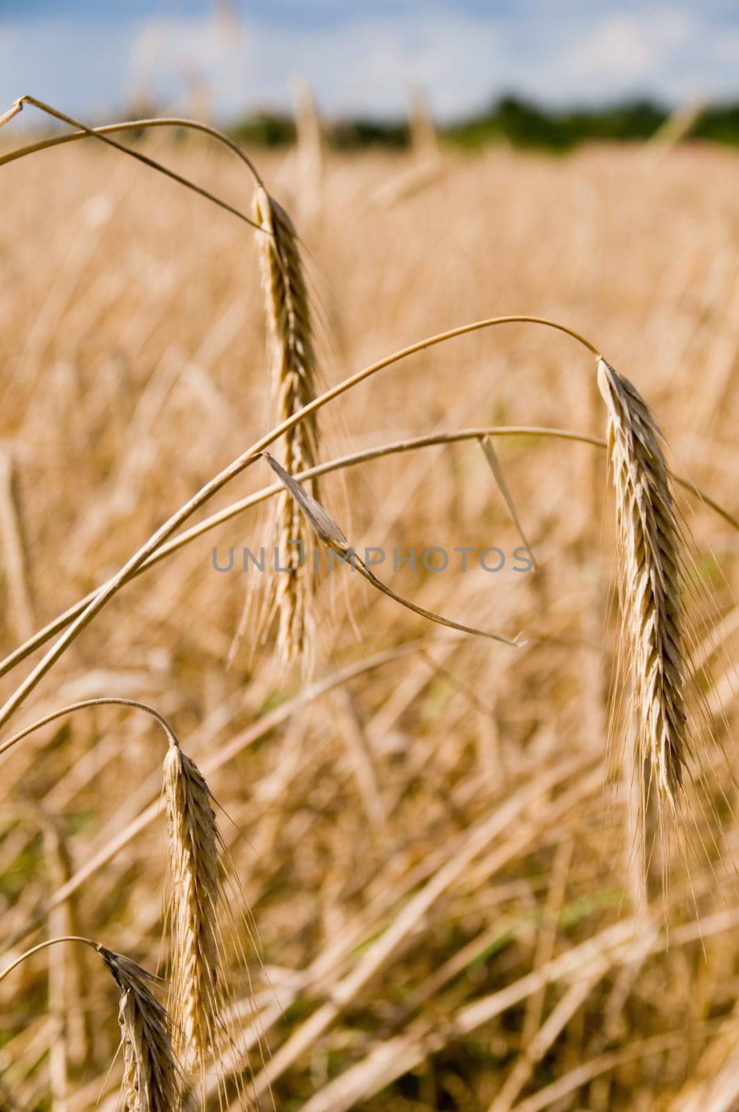 Close-up of a ripe rye field with a blurred background in daylight in Brandenburg / Germany