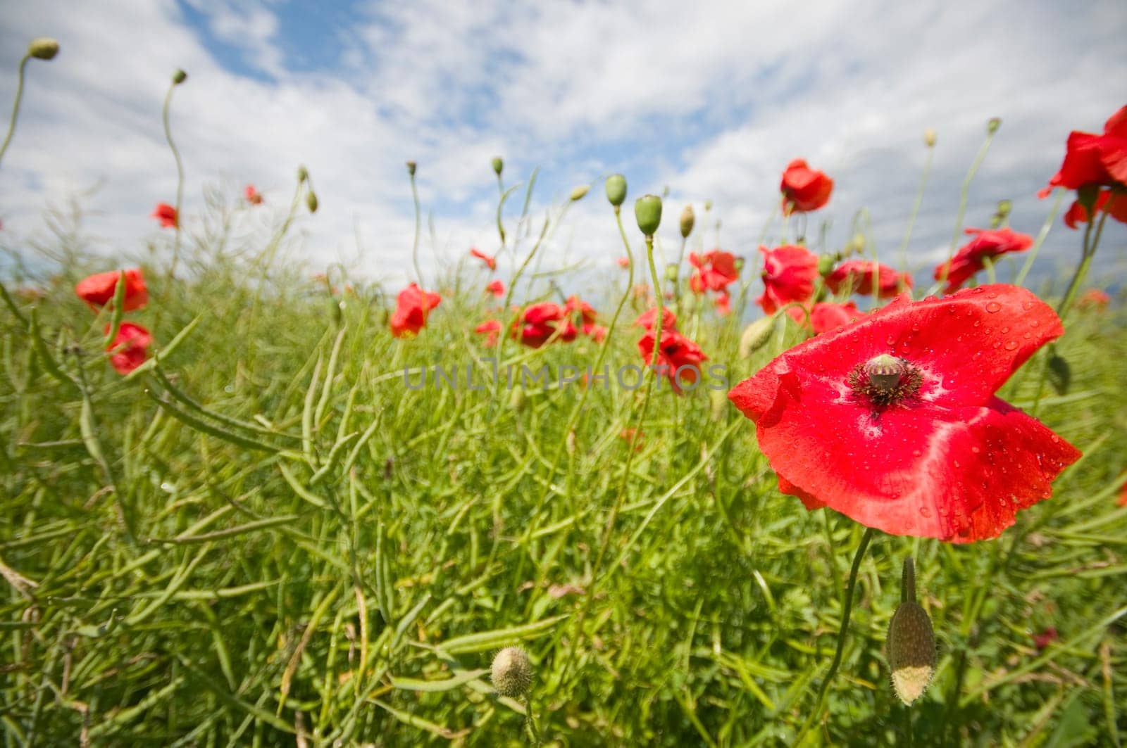 Close-up of a poppy flower against a blurred green background