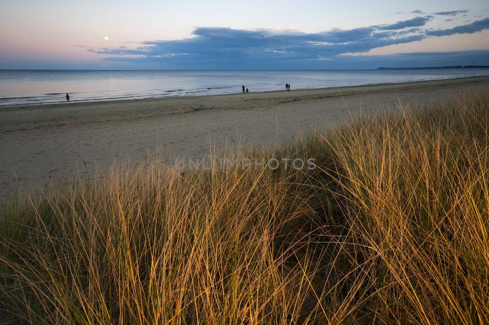 Close-up of dune grass on the Baltic Sea at sunset
