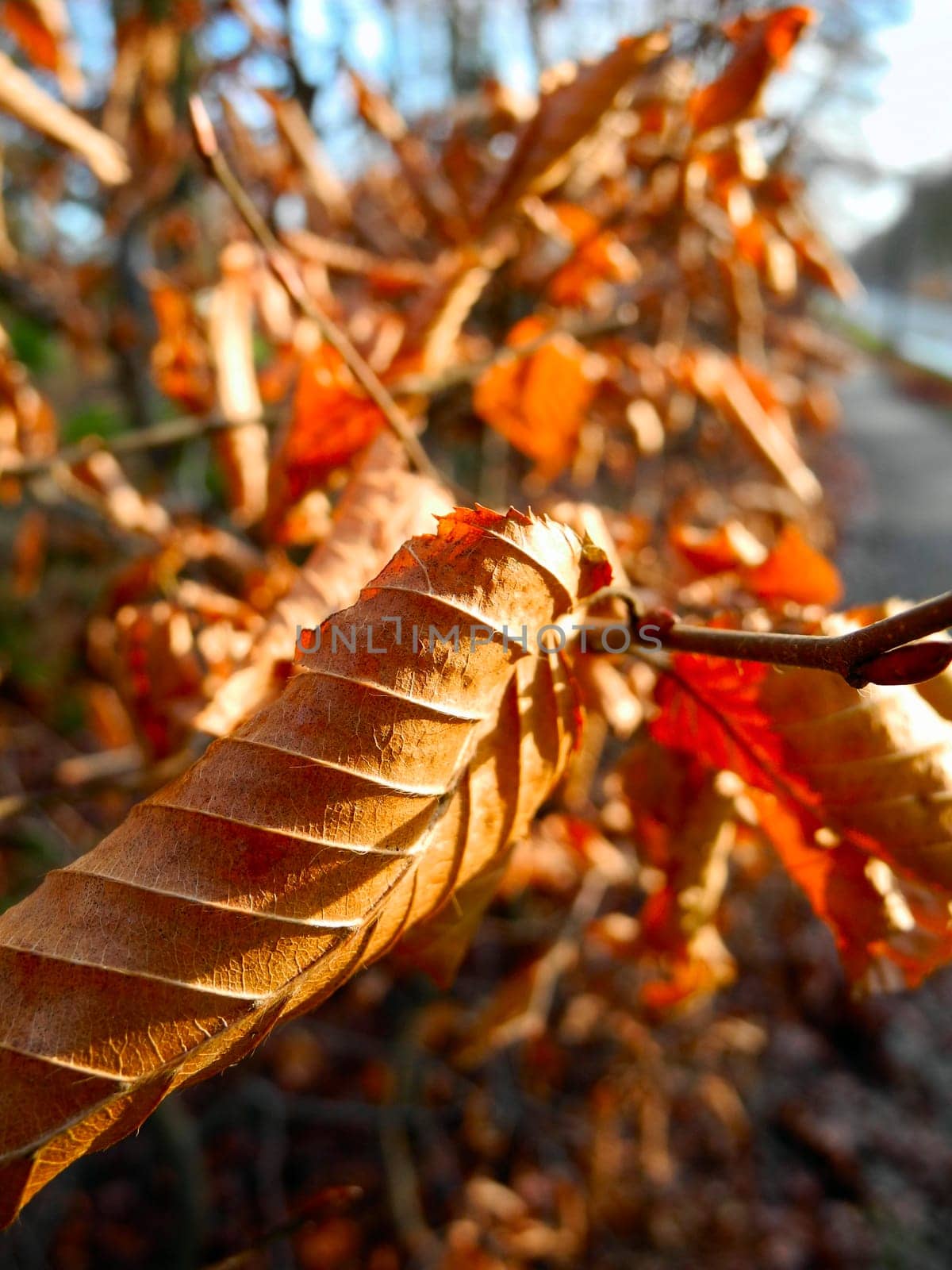 Close-up of wilted brown leaves in sunlight