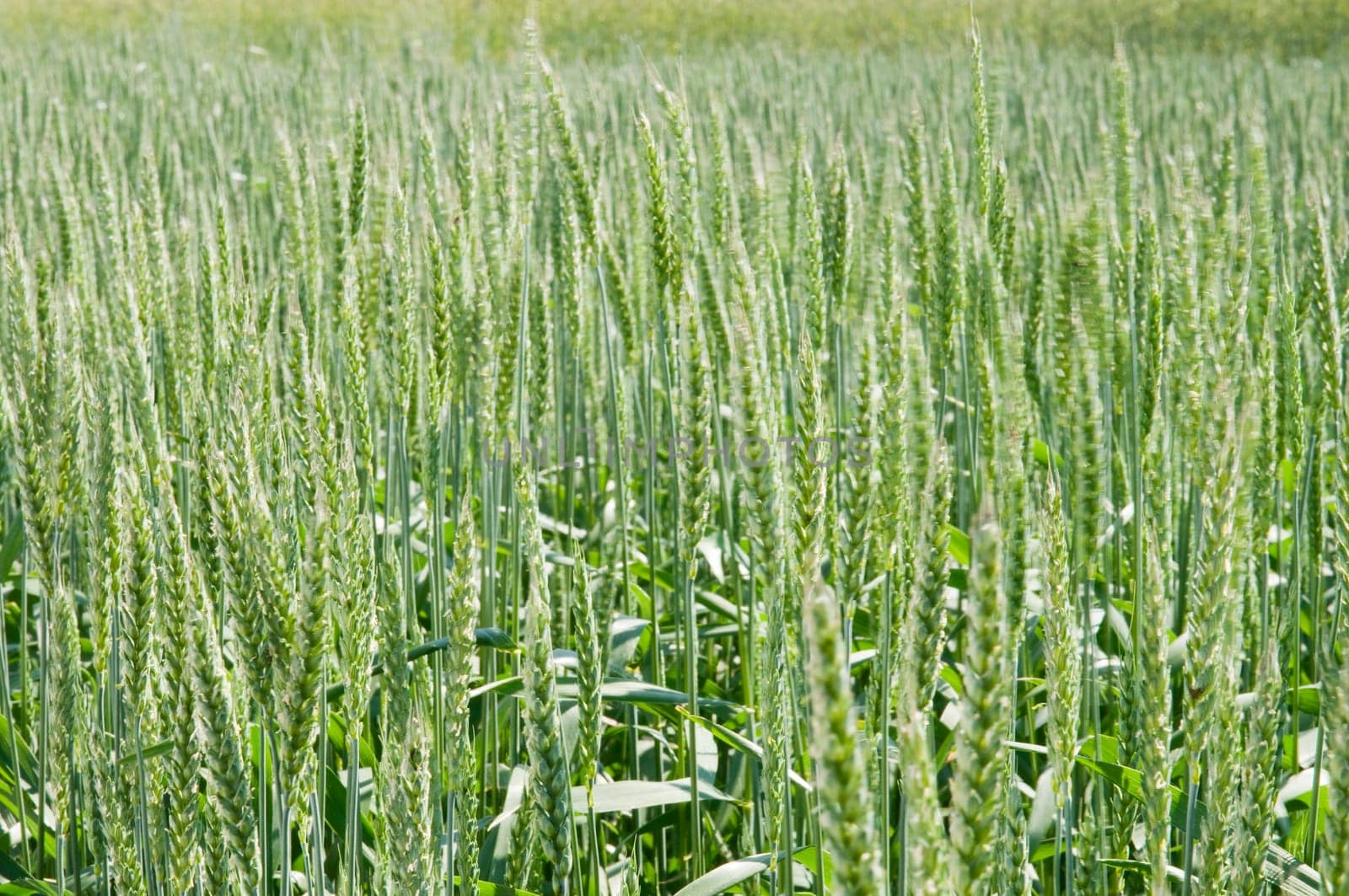 Green Wheat Field