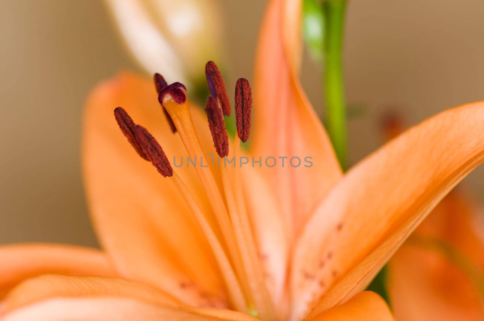 Close-up of an orange lily blossom with violet bloom / pollen