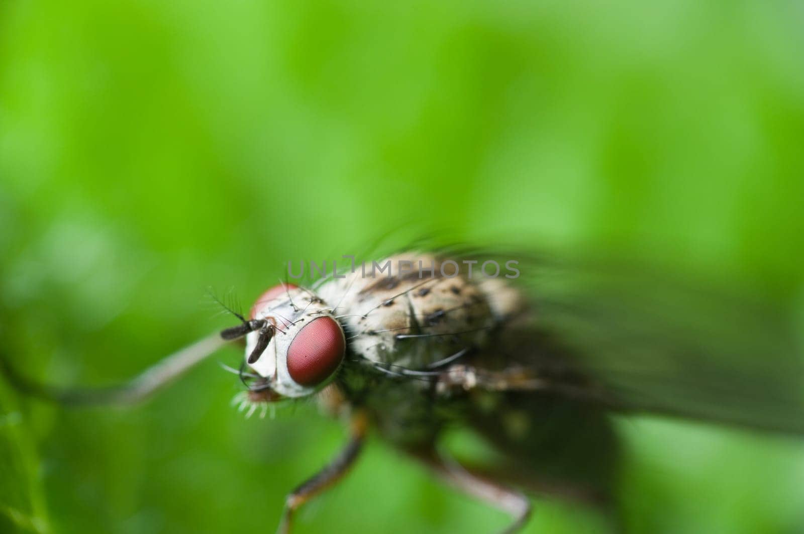 Macro image of a fly (Musca domestica) against a blurred green background