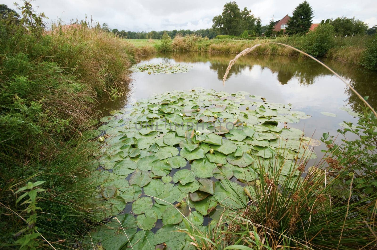 wide-angle detail shot of a pond in East Frisia in summer with cloudy skies