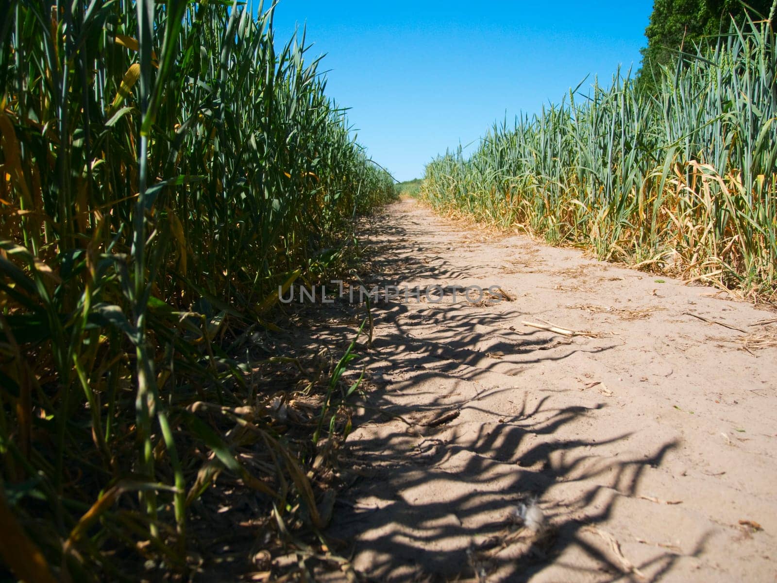 Sandy path between two corn fields in summer in frog perspective