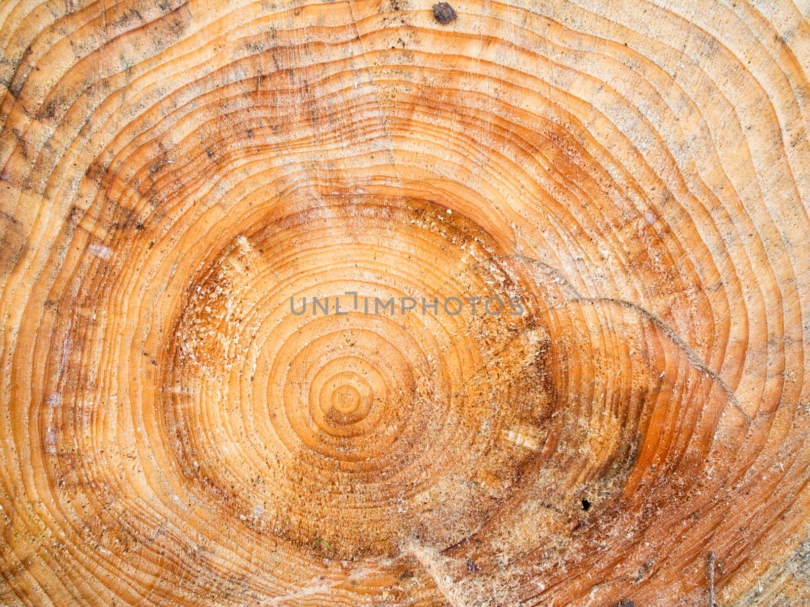 Close-up of a tree trunk in cross-section with annual rings