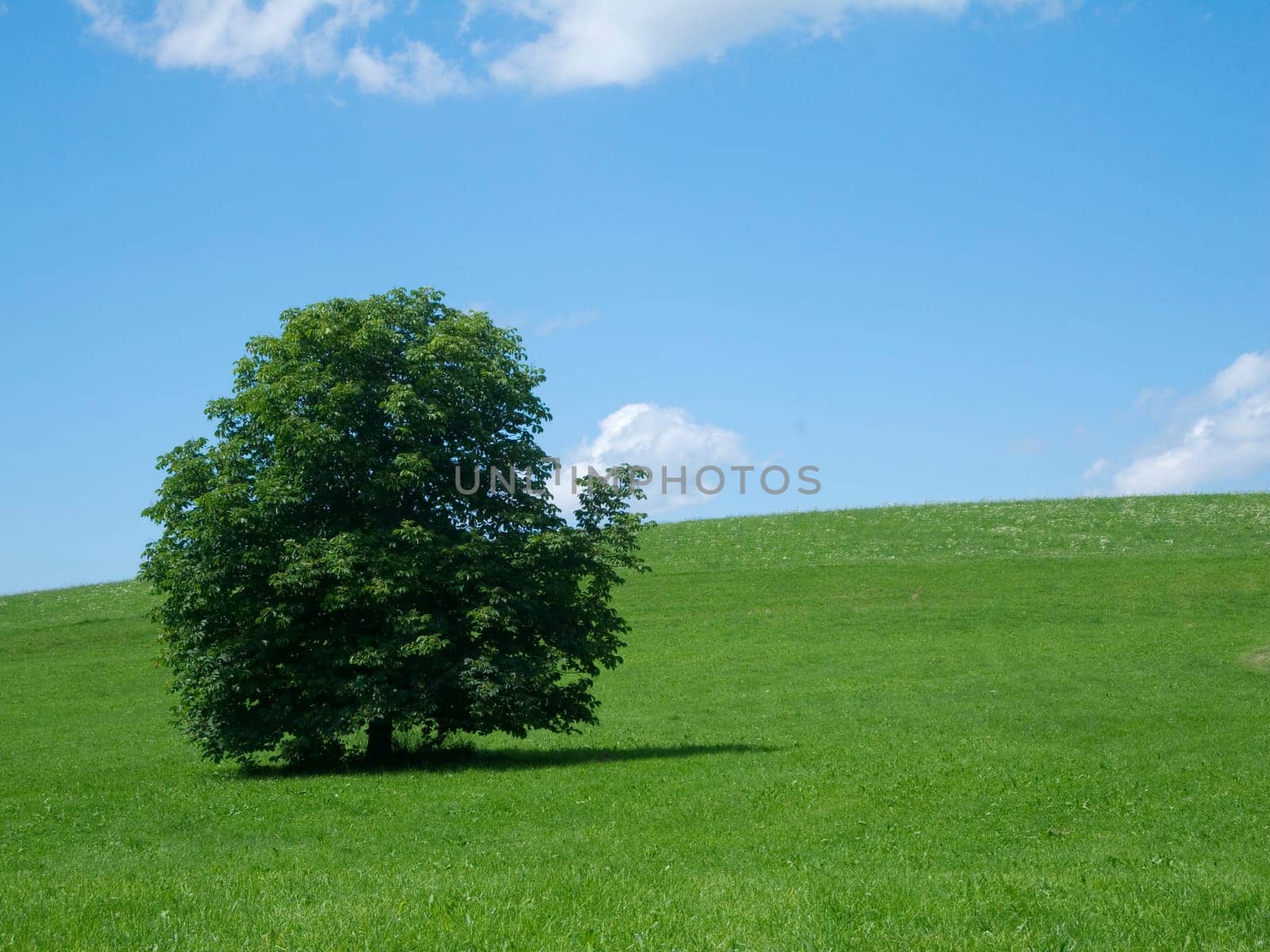 green meadow with single tree and blue sky