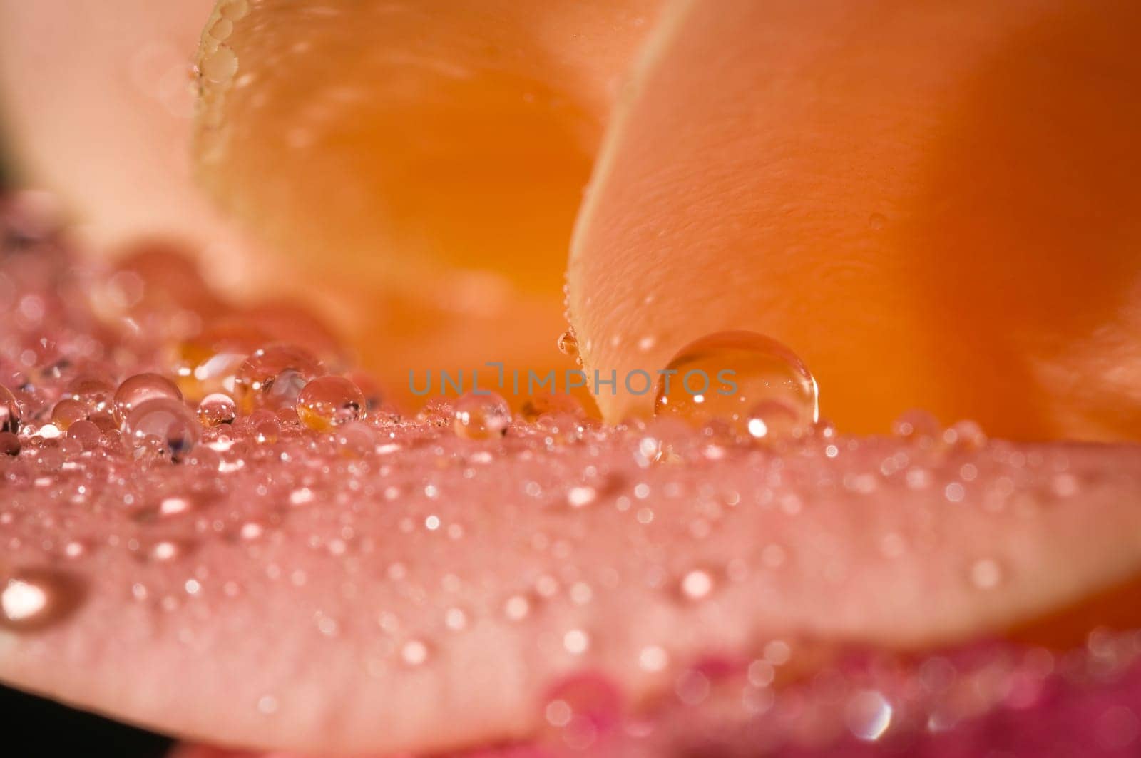 Close-up of orange rose petals with water drops