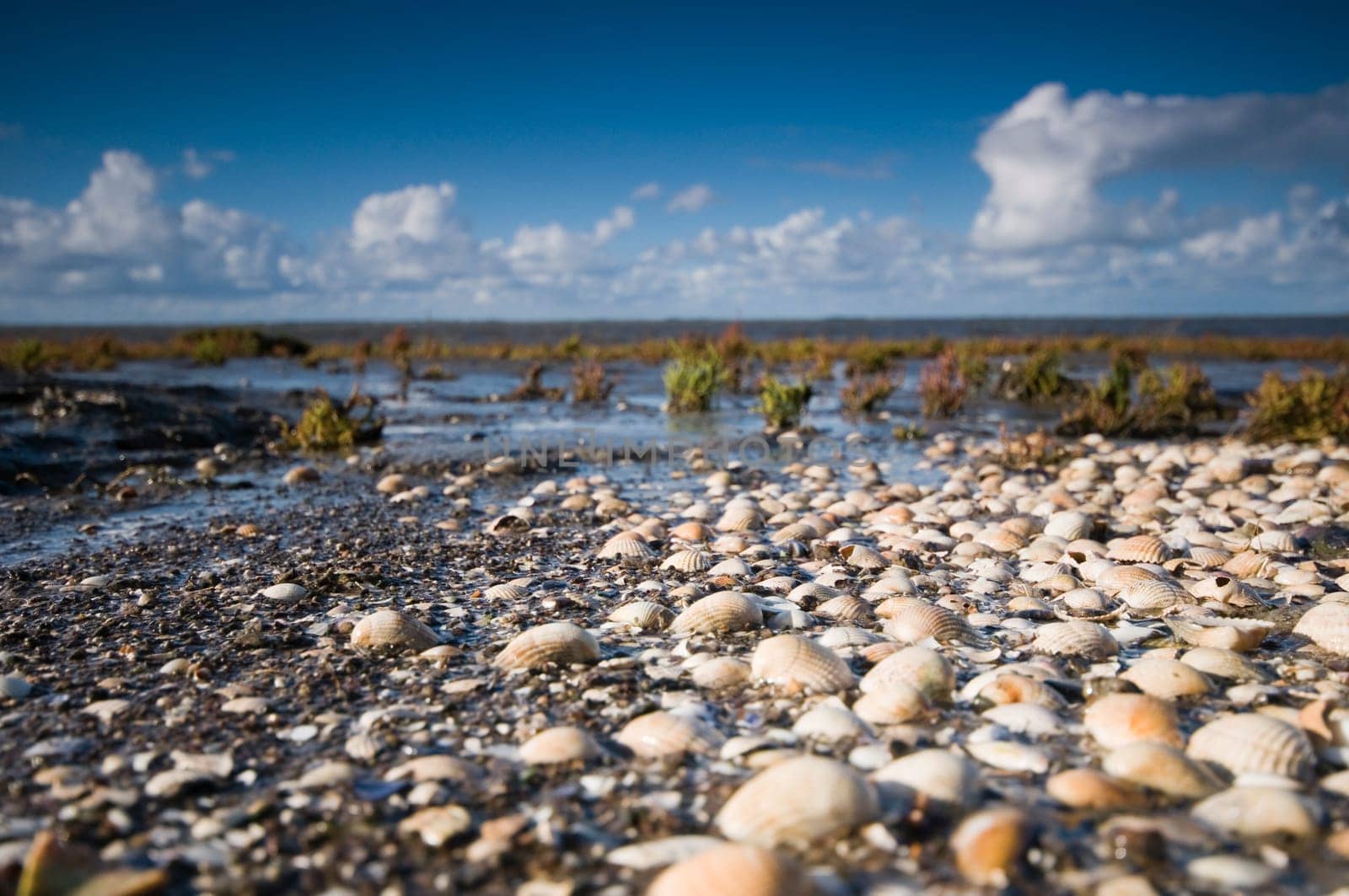 Close-to-earth wide-angle view of the North Sea beach at Hilgenriedersiel near the city of Norden with many Muscheschalenl in the foreground and unobstructed view over the Wadden Sea to the horizon at low tide mi