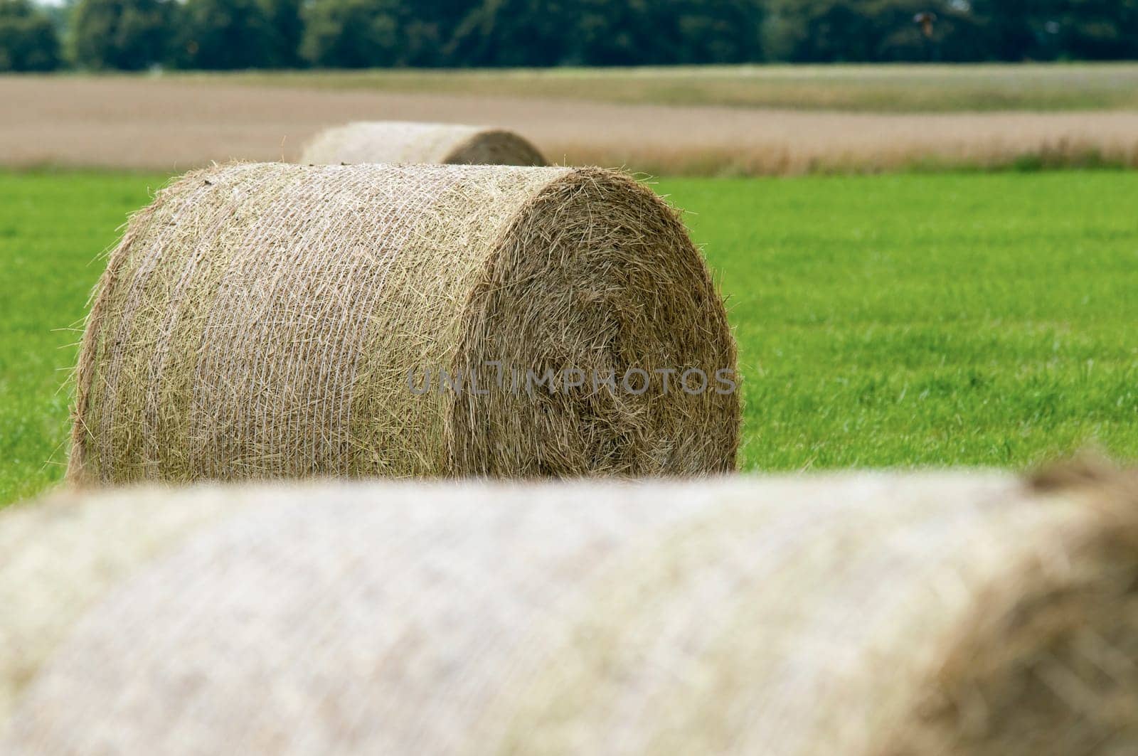 Straw bales in roll form on a harvested field in Brandenburg / Germany