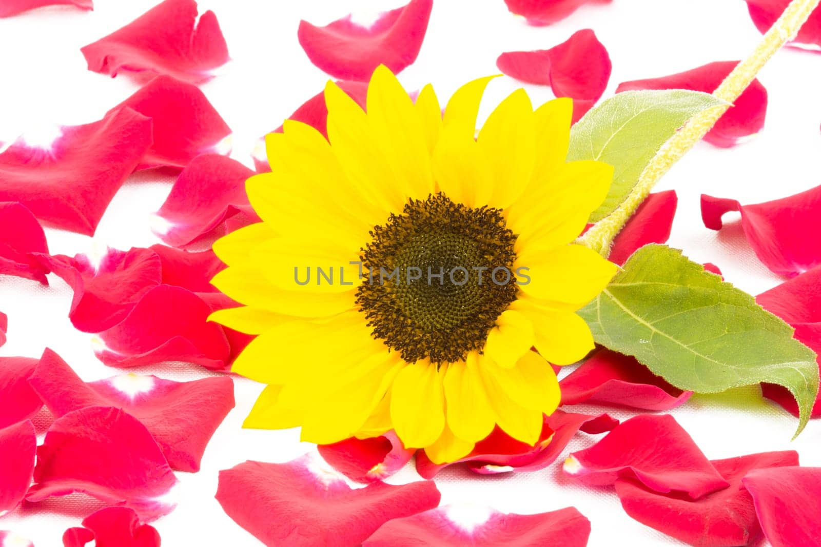 A sunflower and rose petals on a white background