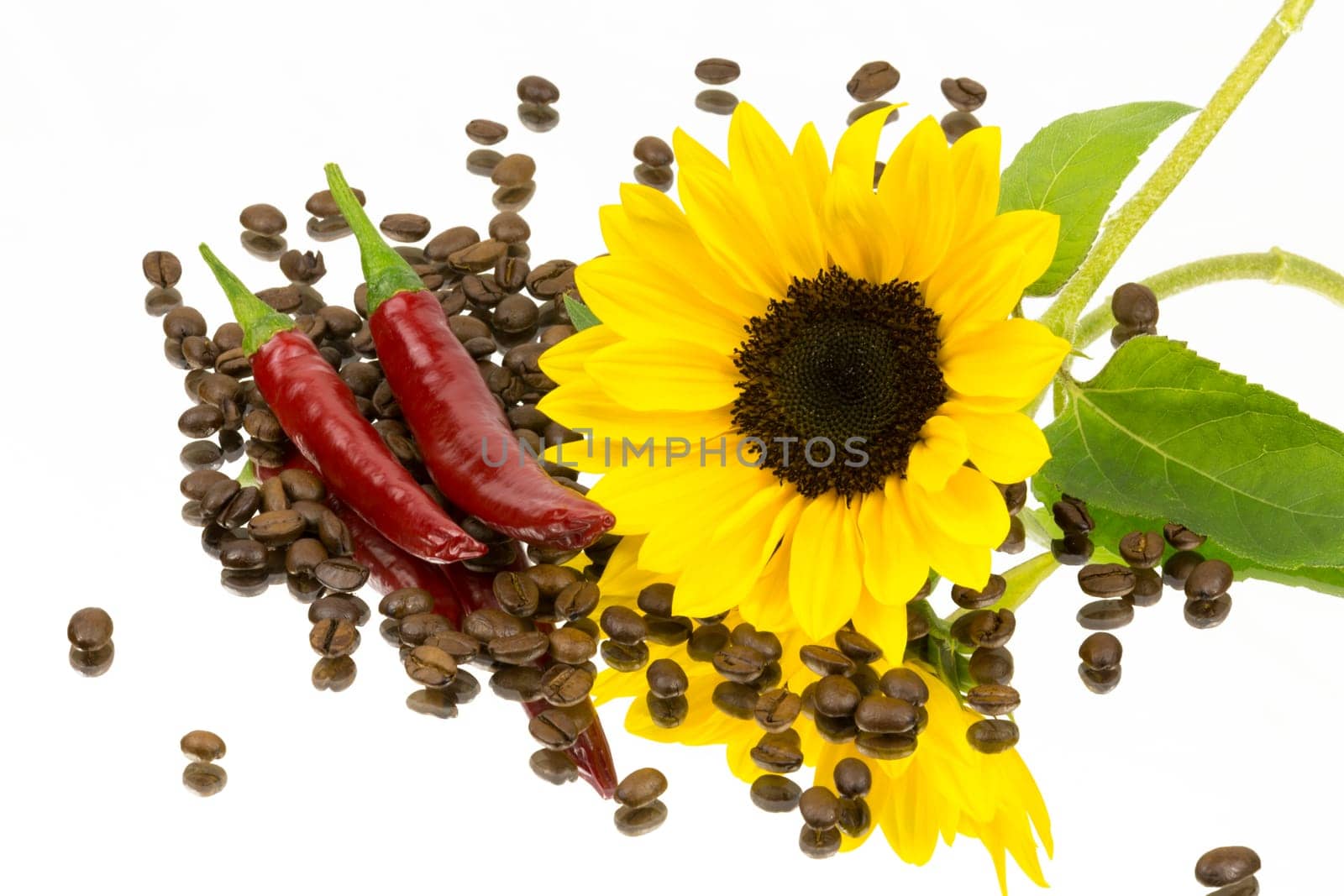Coffee beans chilli and a sunflower on a mirror