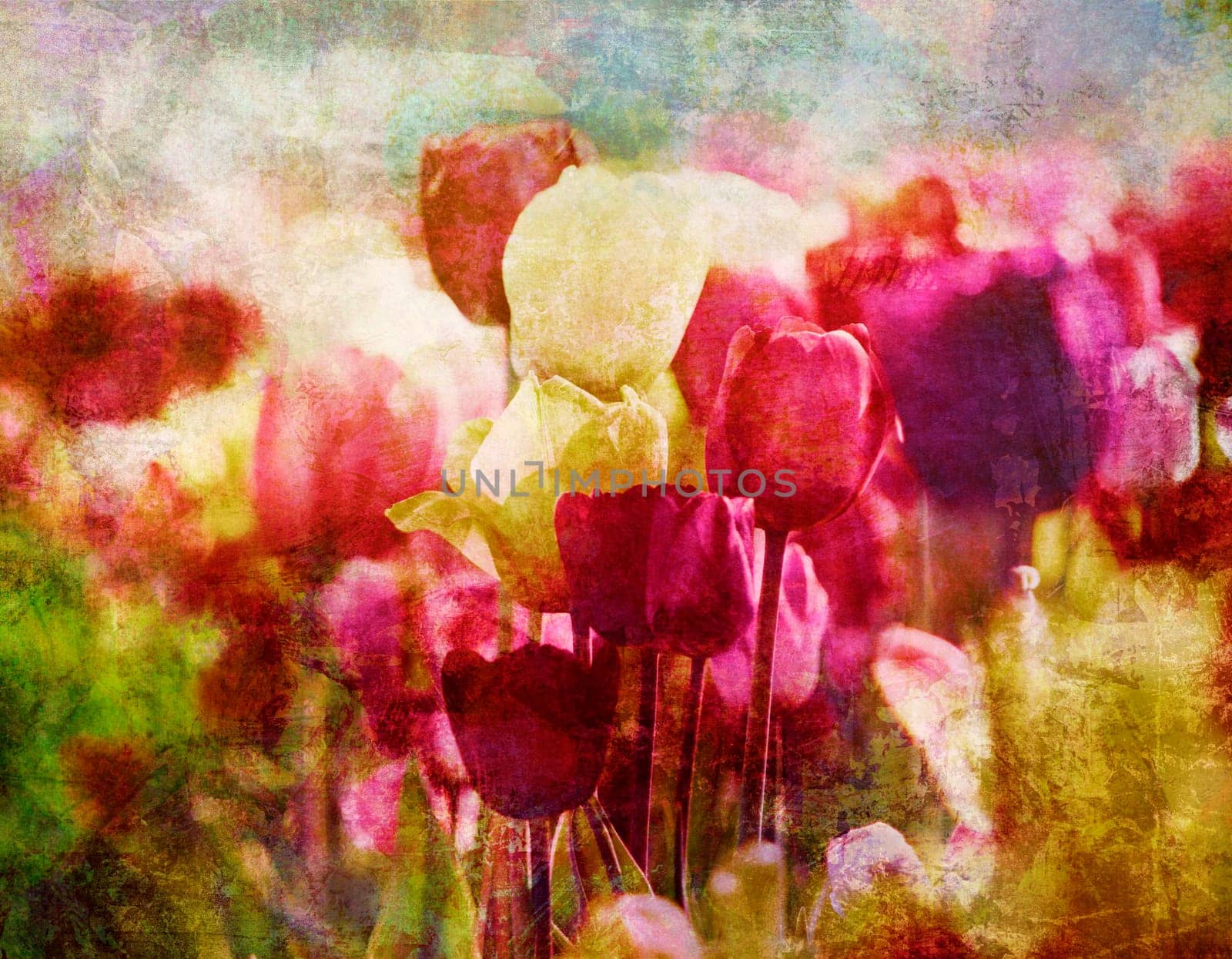Tulips in spring sun - nostalgic