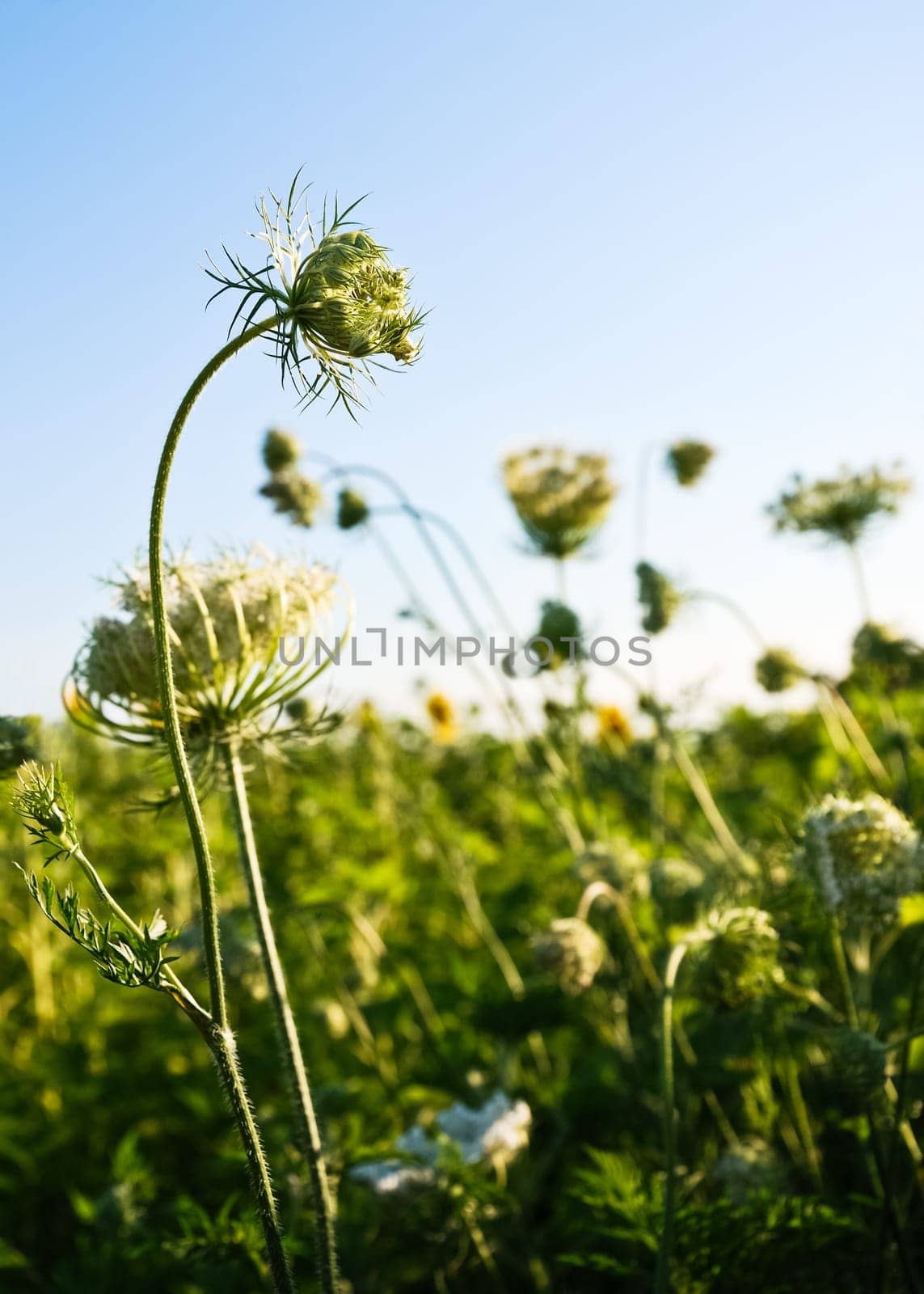 Plants of wild carrots in the meadow