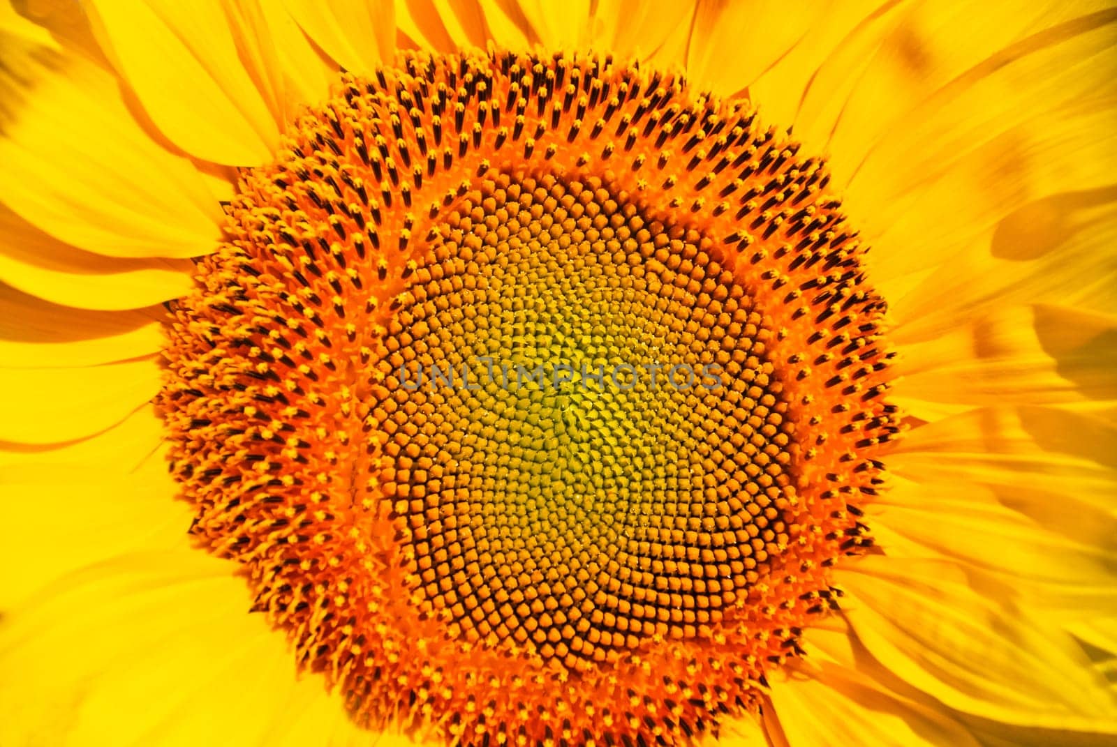 Center of the Sunflower