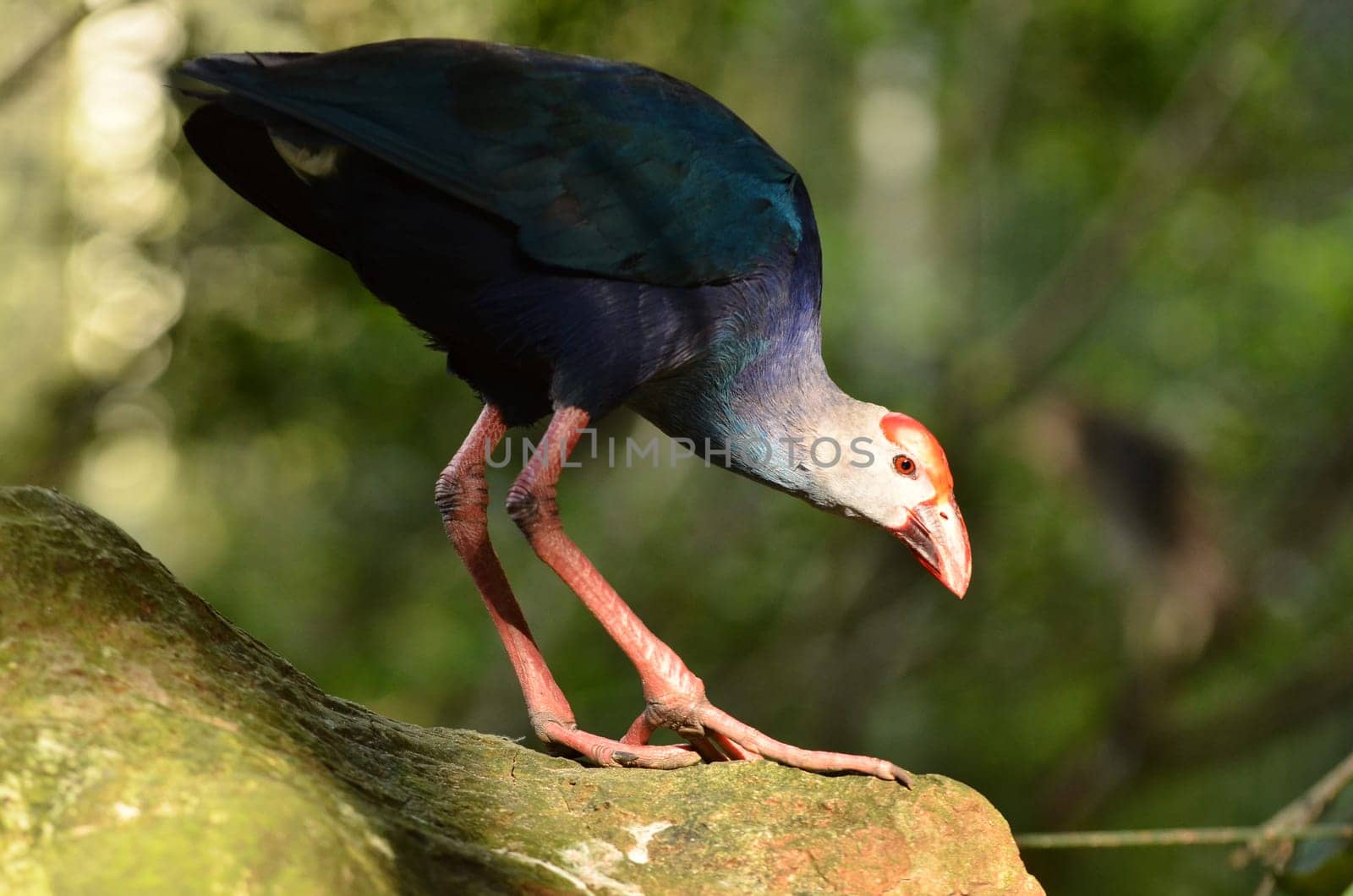 Purple Swamphen ( Porphyrio porphyrio ) in nature