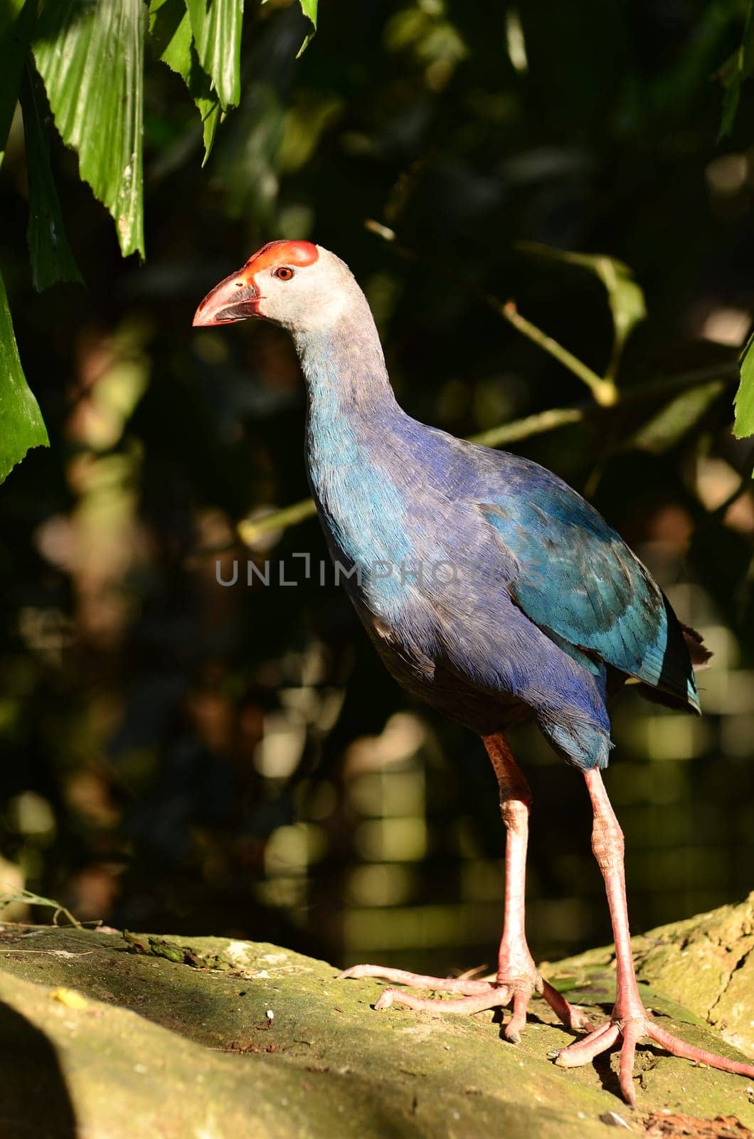 Purple Swamphen ( Porphyrio porphyrio ) in nature
