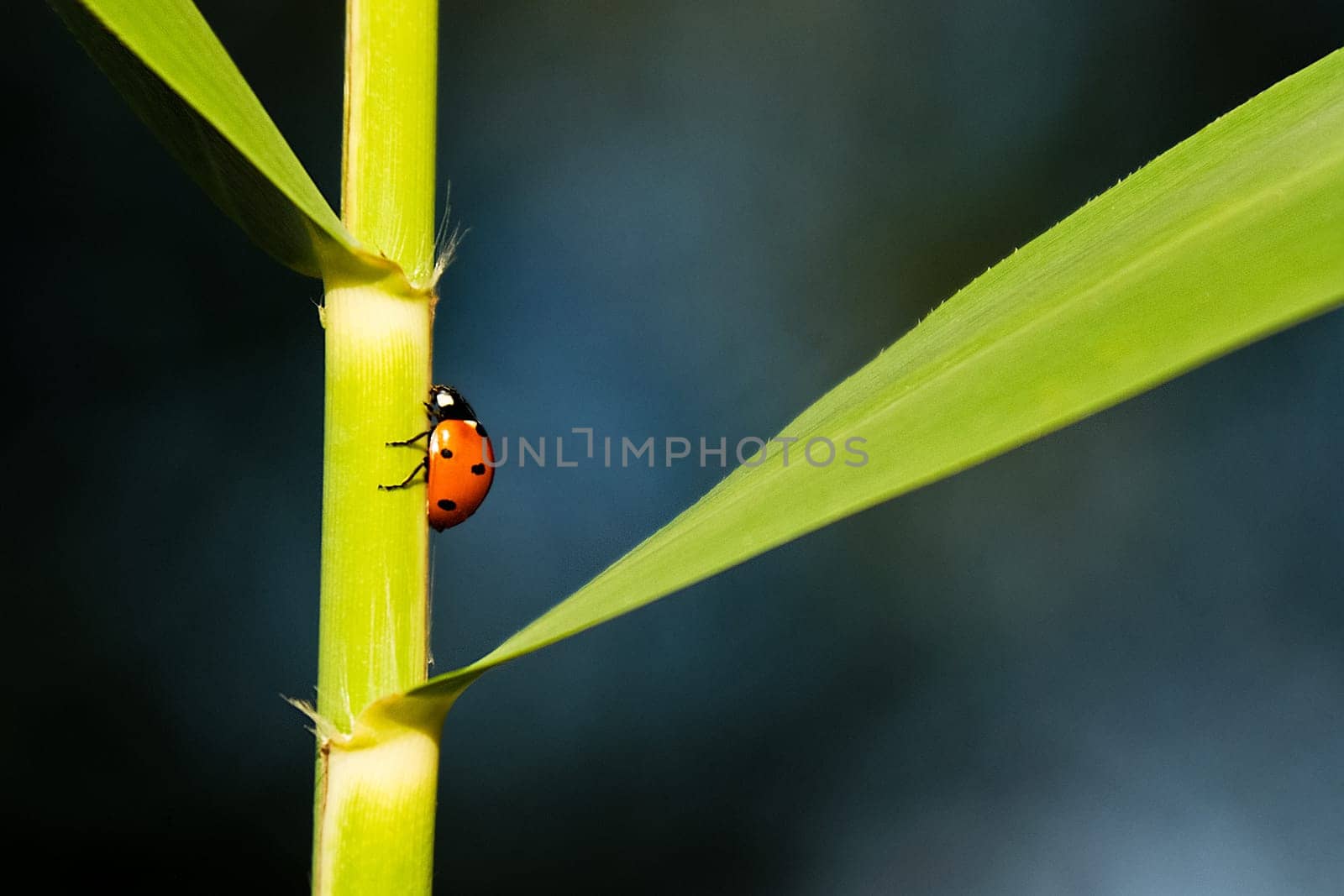 Ladybug climbing on a reed blade