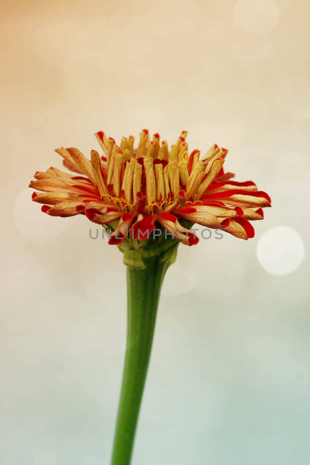 The macro close-up of the red flower of a free-standing zinnia.