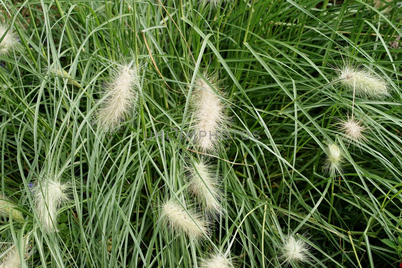 The close-up of lamp cleaner grass,Pennisetum alopecuroides.