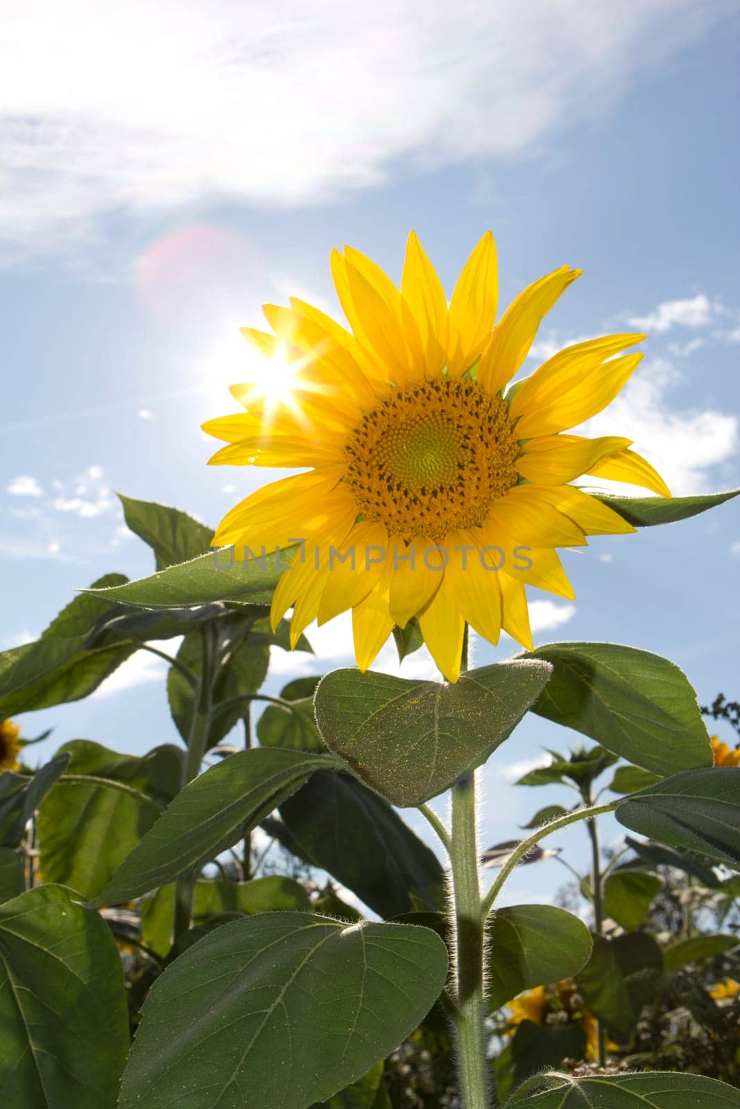 Sunflower close-up in the field