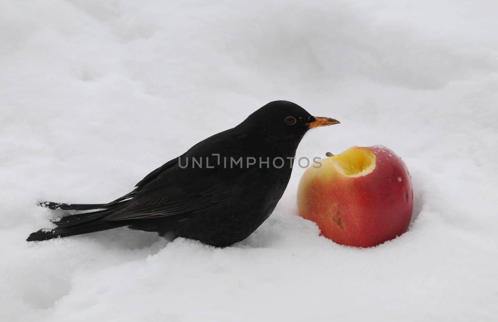 Blackbird with apple