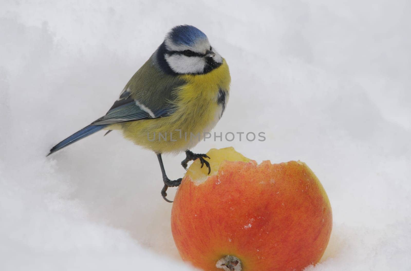 Blue with apple