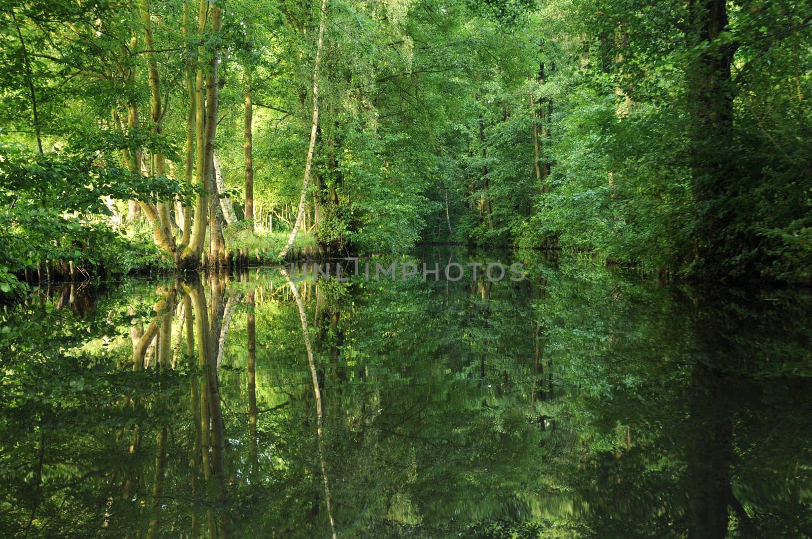 In the Spreewald