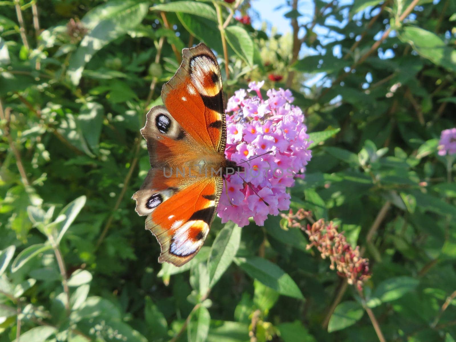 Butterfly lilac - Buddleja davidii