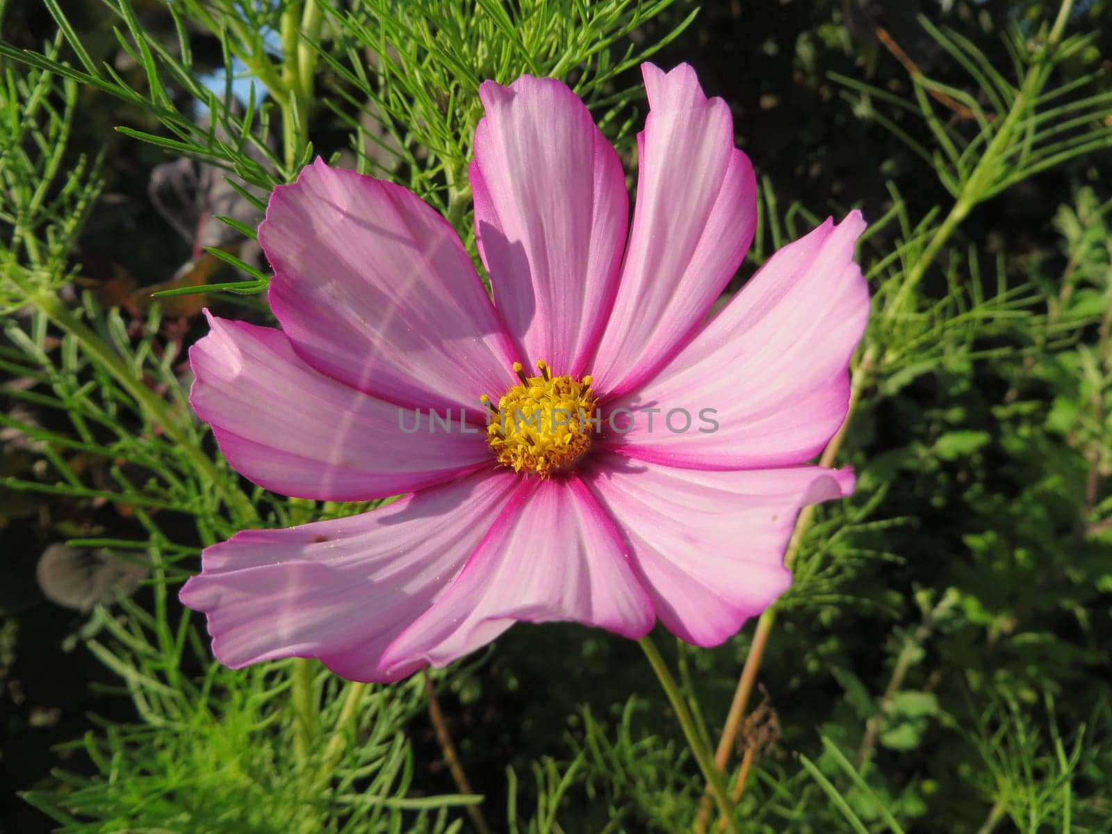 Jewellery basket - Cosmos bipinnatus
