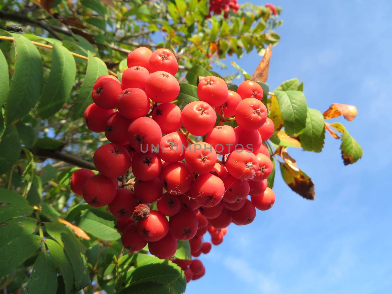 edible rowanberry - Sorbus aucuparia edulis - Moravica -
