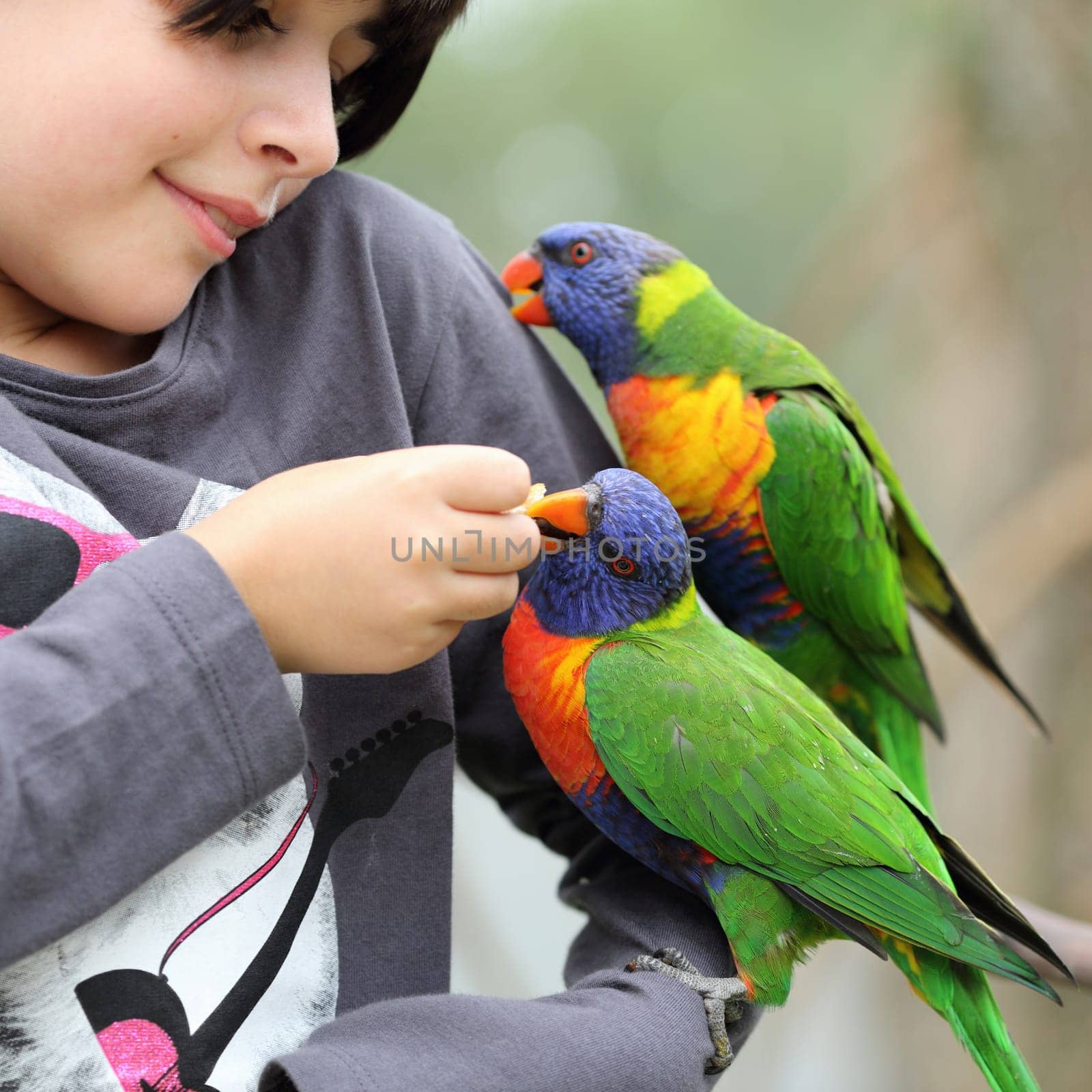 Details of a girl who is giving some food at two Rainbow Lorikeets.