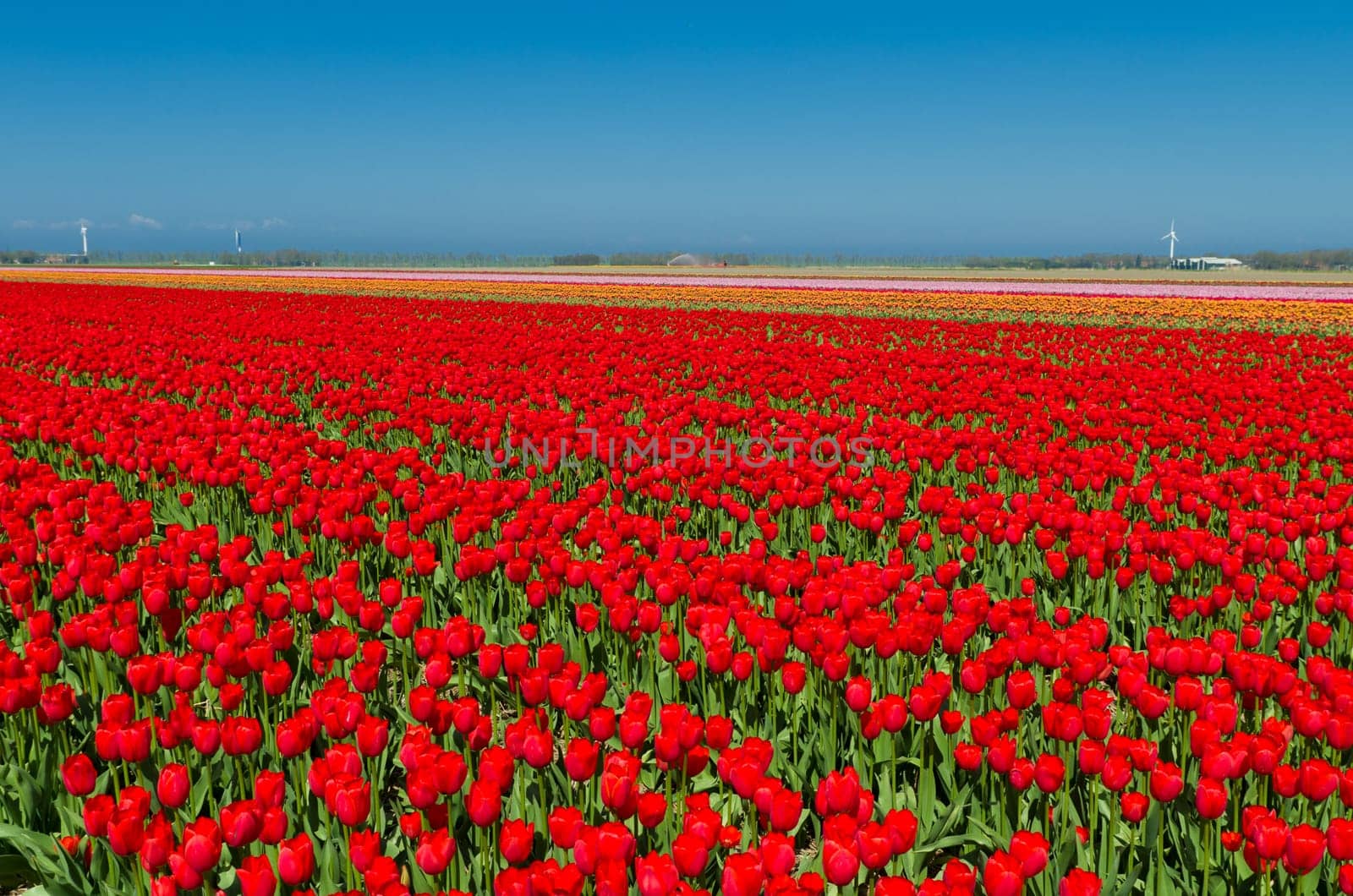 field with red tulips in the netherlands