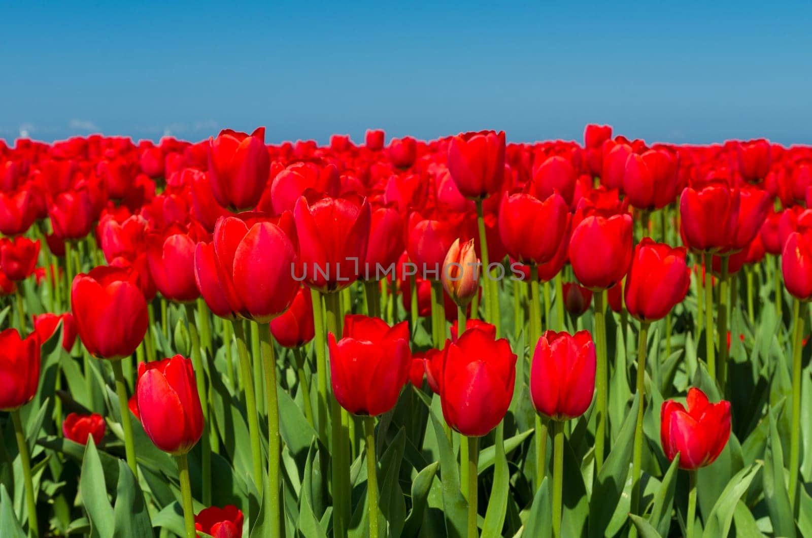 field with red tulips in the netherlands