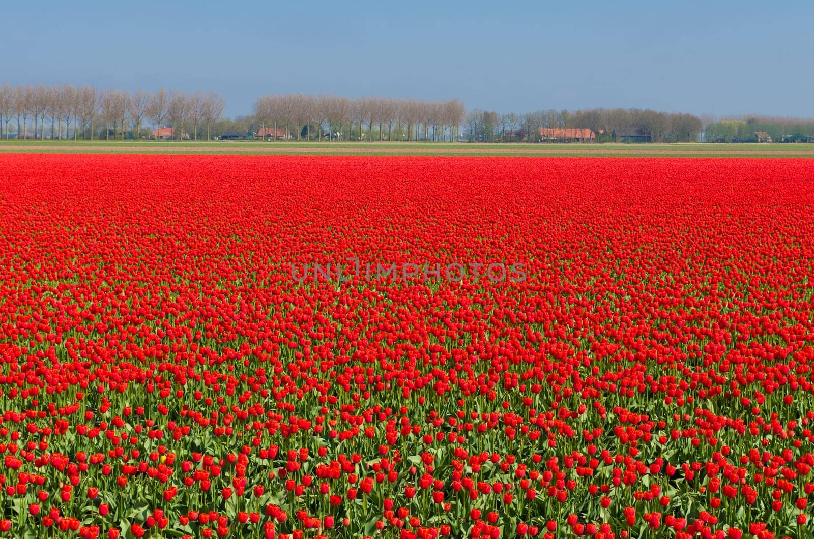 field with red tulips in the netherlands