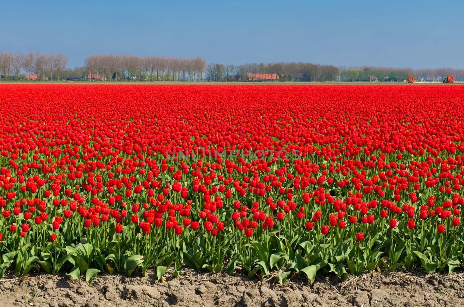 field with red tulips in the netherlands