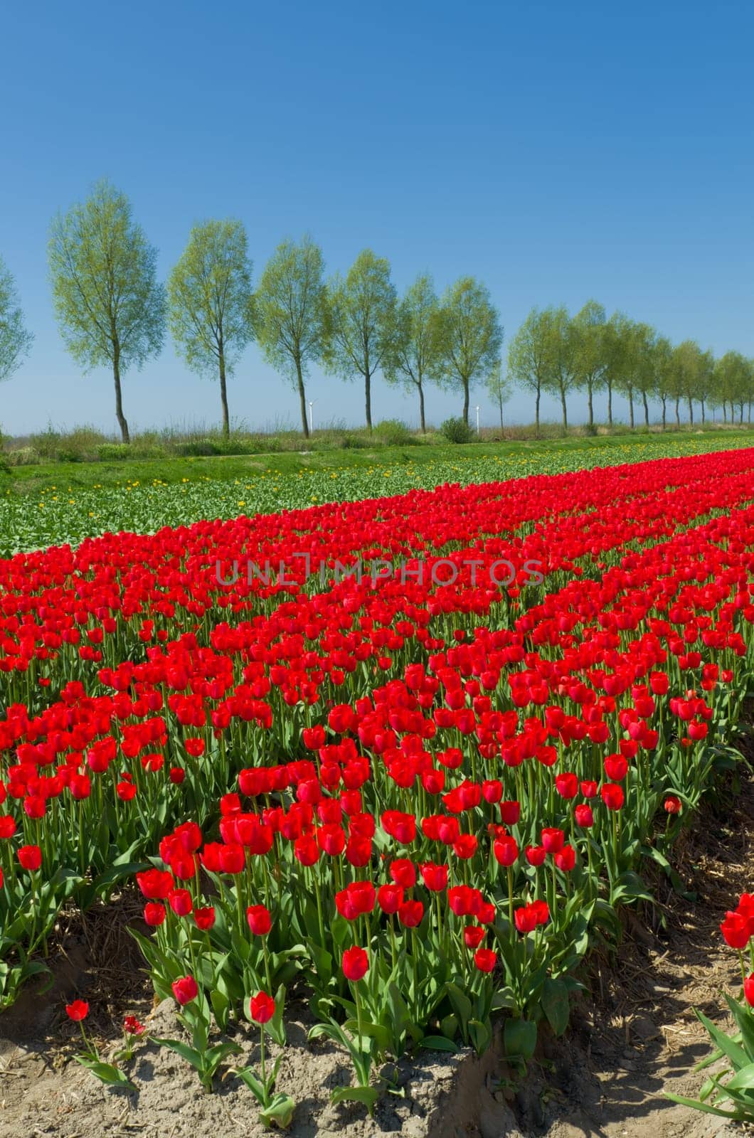 field with red tulips in the netherlands